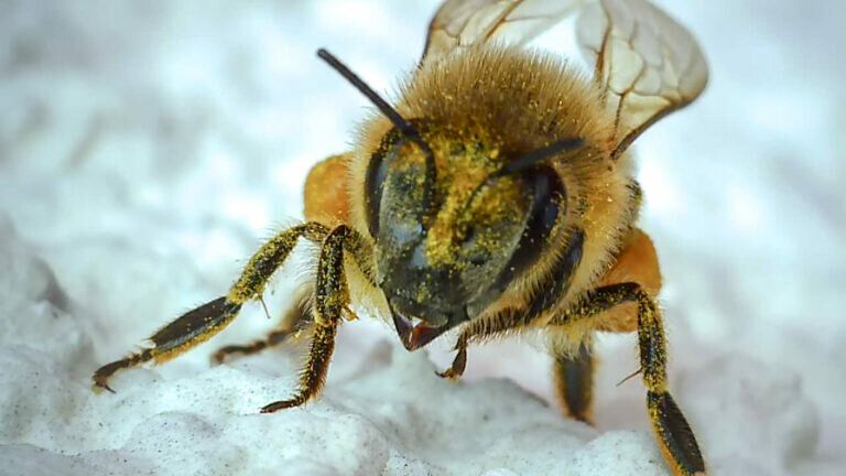 Biene ruht sich aus