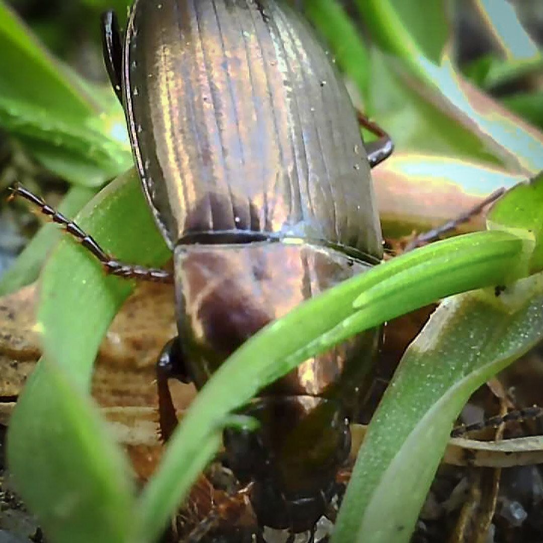 Käfer wurschtelt sich durch die Wiese