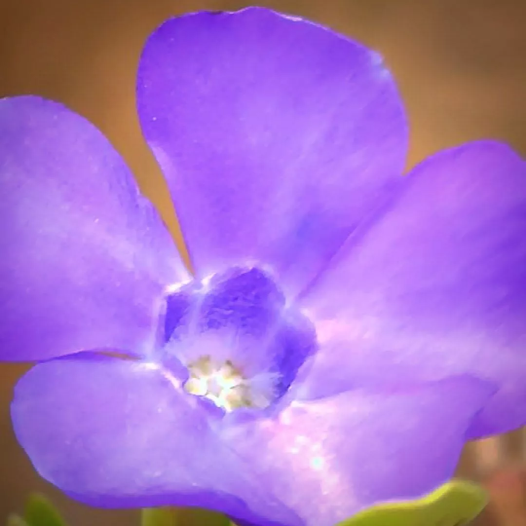 kleine blaue Blüte