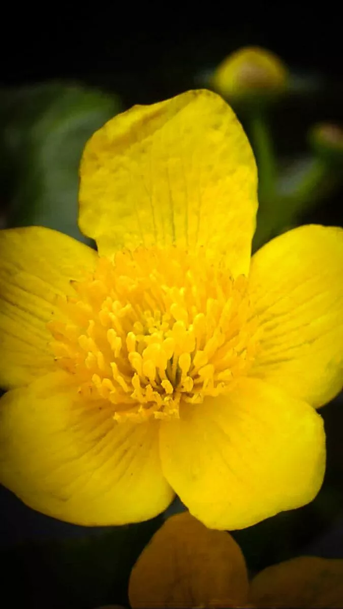 kleine gelbe Blüte