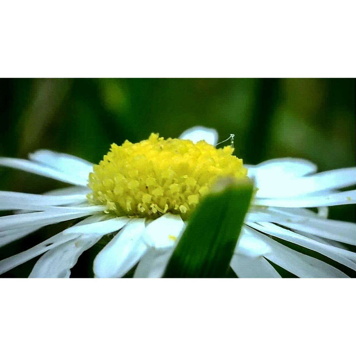 Gäneblümchen