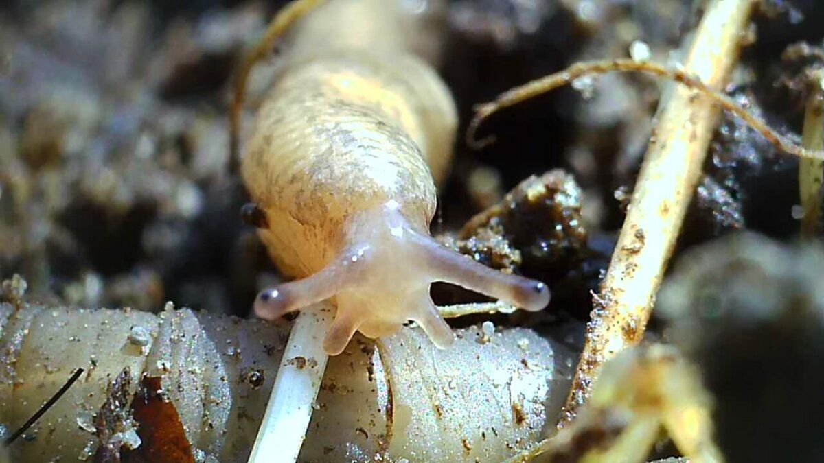 Mini Schnecke