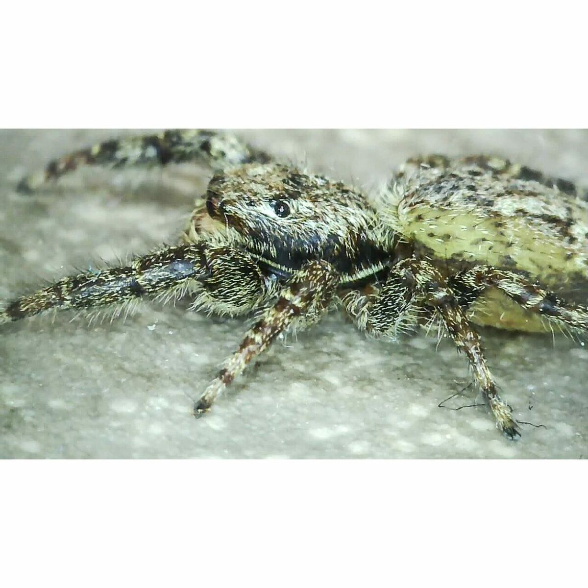 Spinne zu Gast (ca. 1 Cent Stück groß)